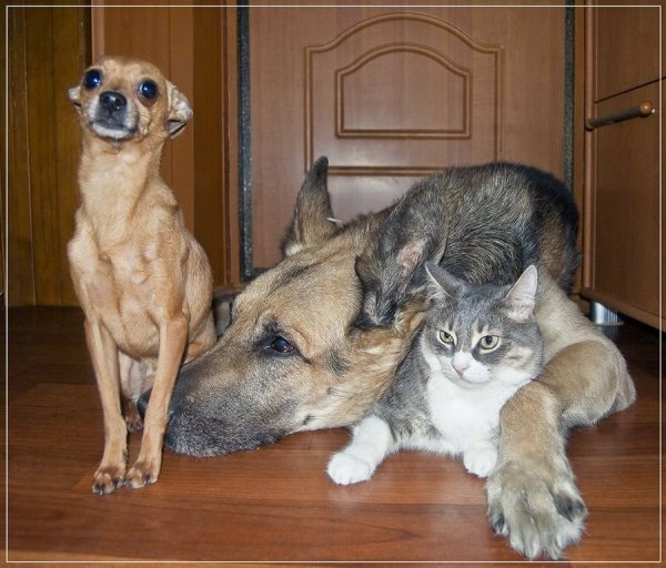 Кошки и собаки приколы