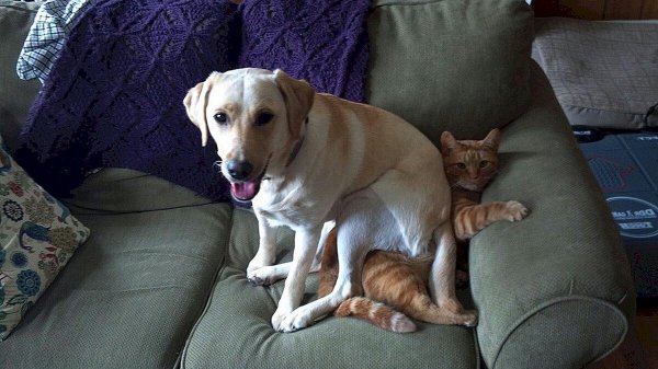 Кошка и собака на диване