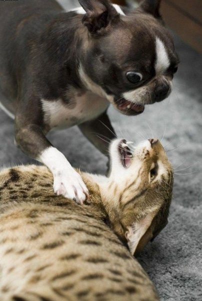 Приколы с животными собаки и кошки