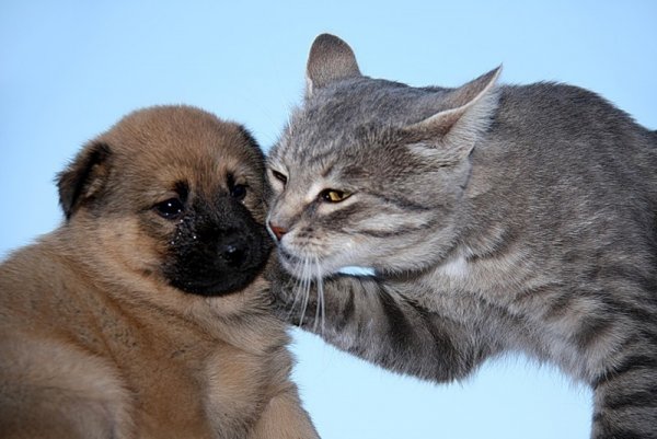 Надпись животные