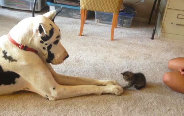 Большая собака и котенок