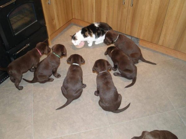 Приколы про котов и собак