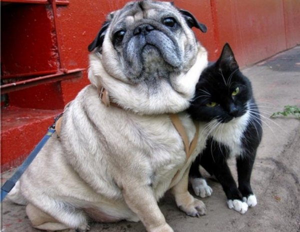 Собаки приколы с надписями