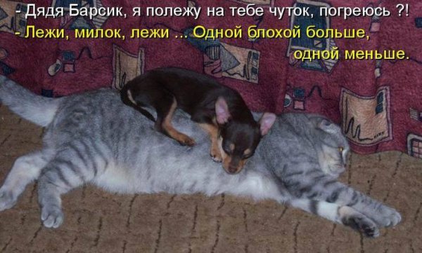 Анекдоты про кошек в картинках