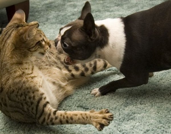 Коты и собаки с надписями