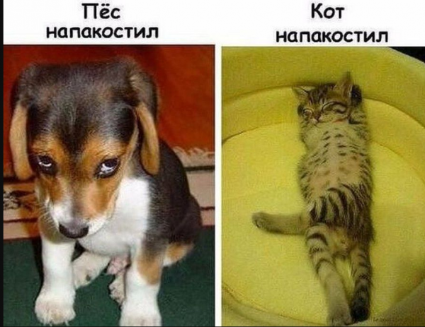 Мемы про собак и кошек