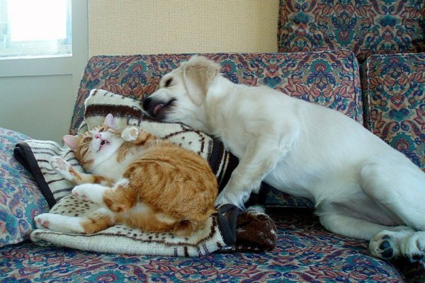 Смешные рисунки животных с надписями