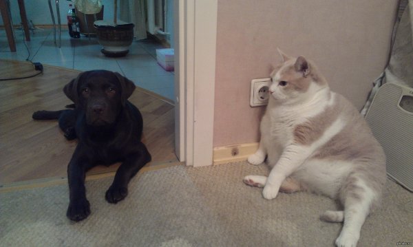 Смешные коты и собаки до слез