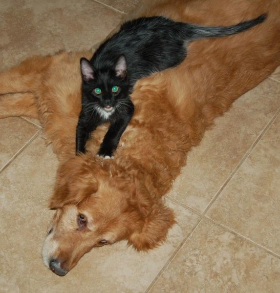 Ржачные коты и собаки