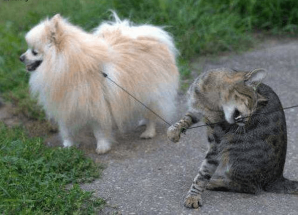 Померанский шпиц и кот