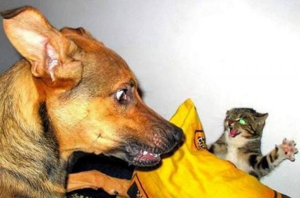 Смешные коты и собаки с надписями