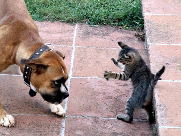 Приколы с животными до слез с надписями