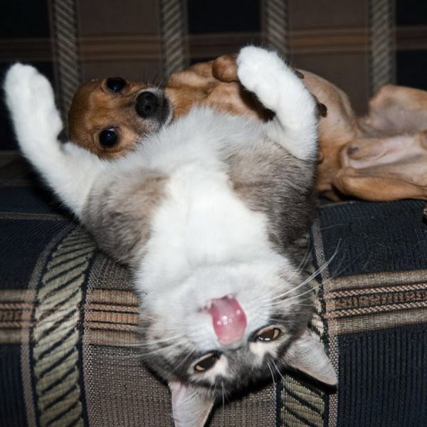 Прикольные кошки и собаки