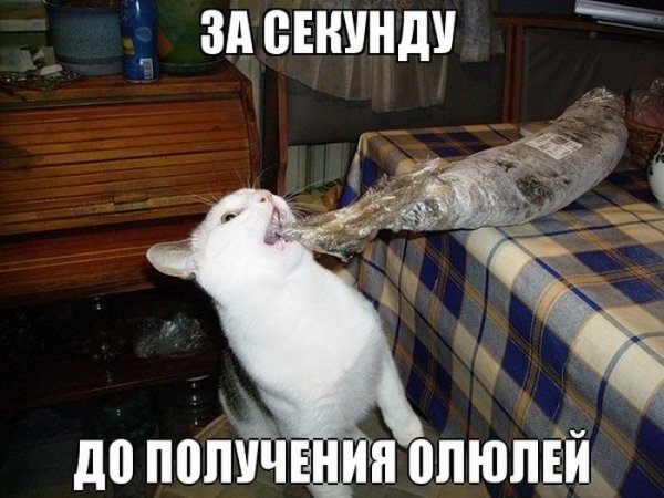 Самые смешные картинки до слез