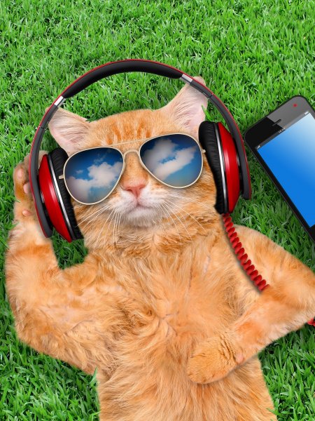 Смешные коты стим