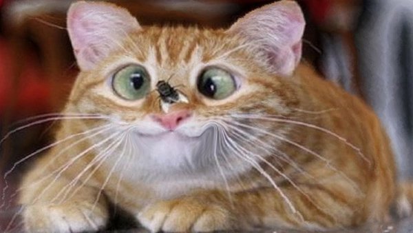 Коты ржака