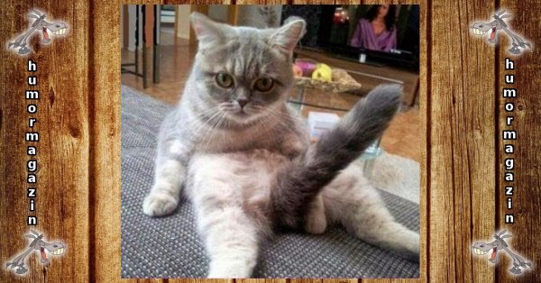Смешные котики до слёз ржака