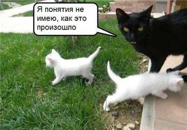 Котики смешные с надписями до слез