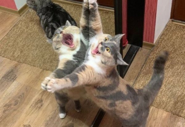 Ржачные котики до слез