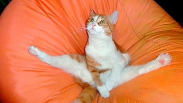 Кот на шпагате
