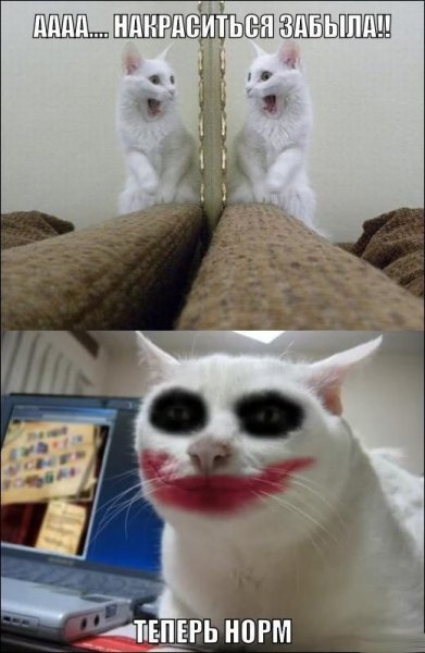 Коты мемы с надписями