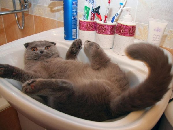 Смешные кошки с озвучкой