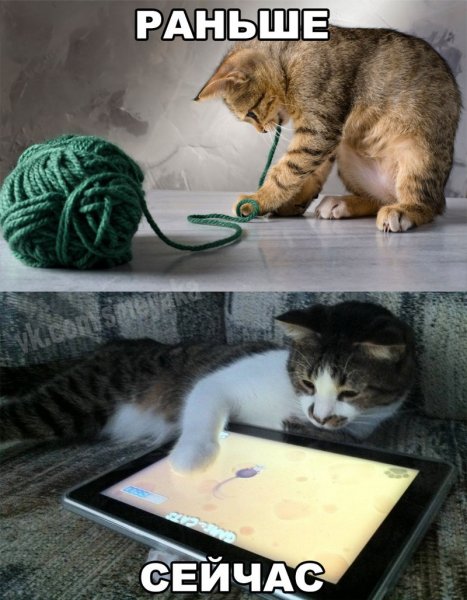 Коты приколы с надписями