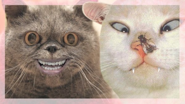 Котики приколы до слёз
