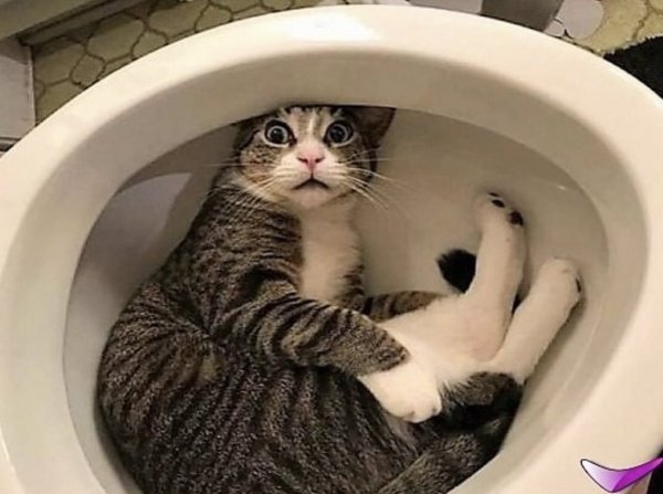 Кот юмор