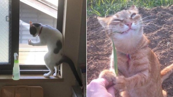 Приколы с котами до слёз