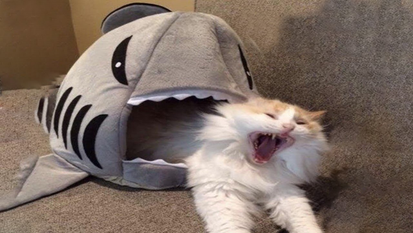 Смешной кот до слёз