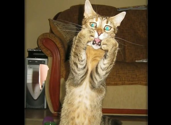 Коты ржака
