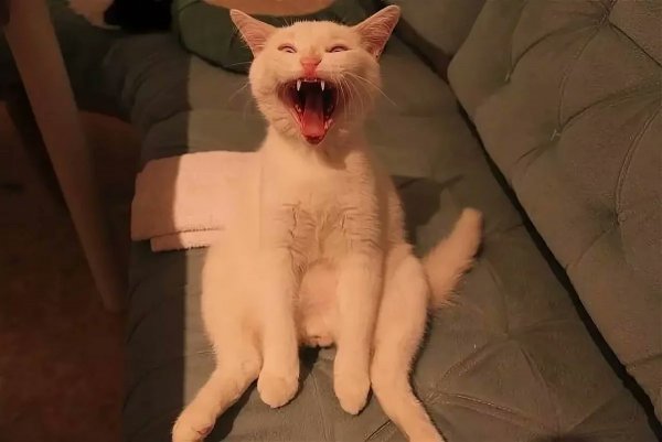 Котики для поднятия настроения