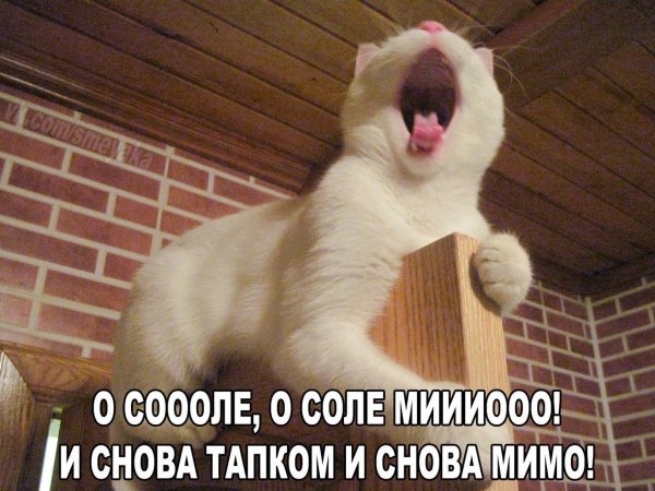 Смешной кот ржака