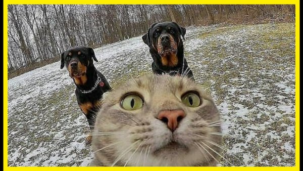 Коты ржака с надписями
