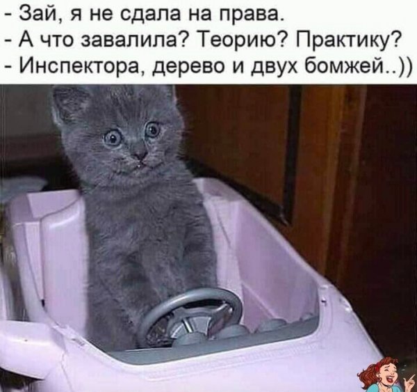 Смешные коты до слез