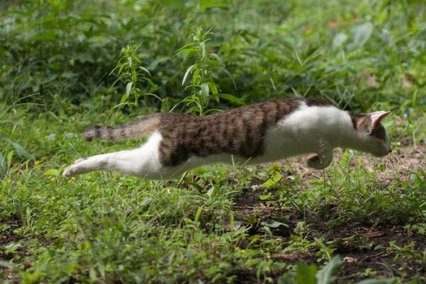Приколы про котов с надписями