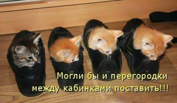Очень смешные коты с надписями
