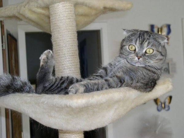 Самые смешные котята до слёз