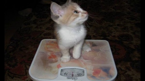 Смешной кот с подписью
