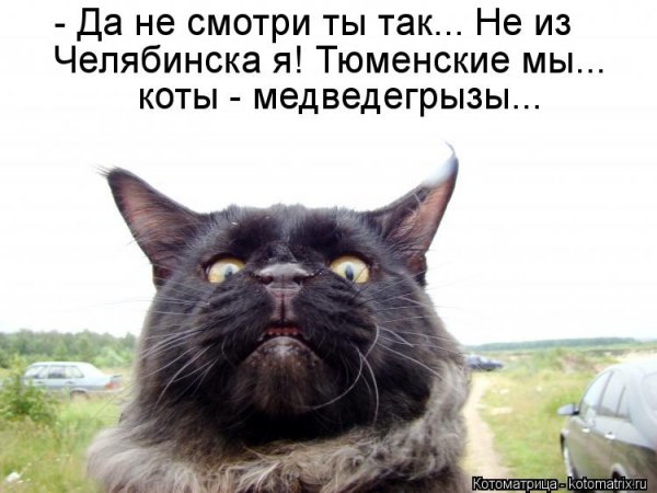 Приколы юмор коты