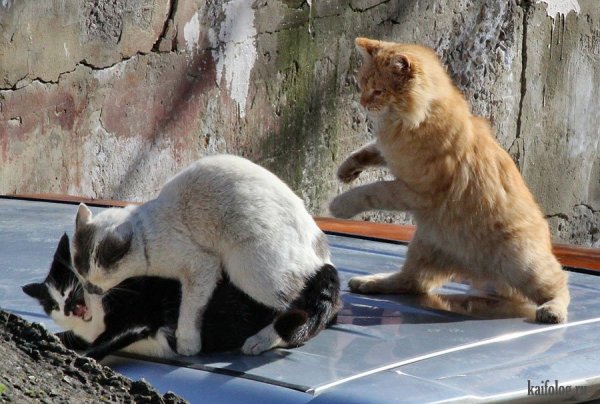 Приколы про котиков