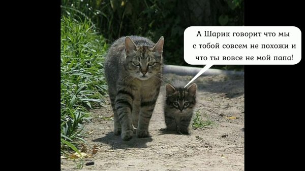 Смешные кошки с надписями