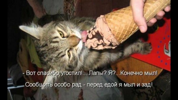 Анекдоты про котов смешные до слез