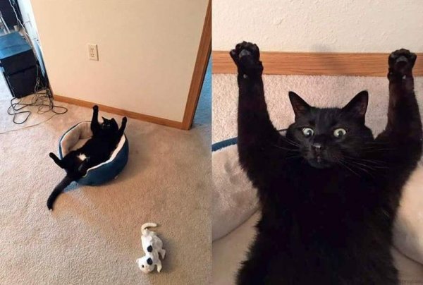 Мемы с котами до слёз ржака