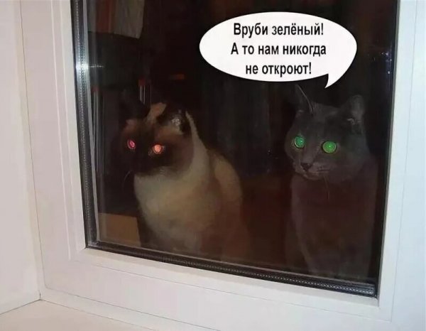 Котики ржака