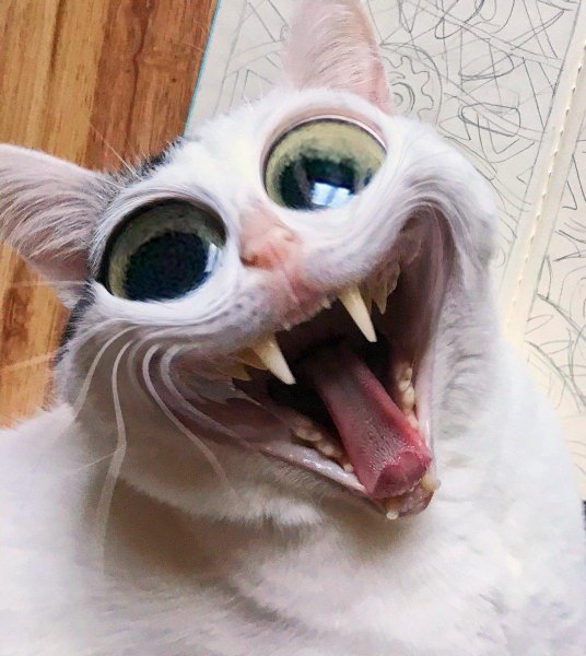 Бешеный котик