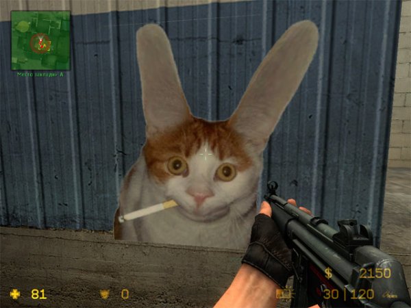 Коты КС