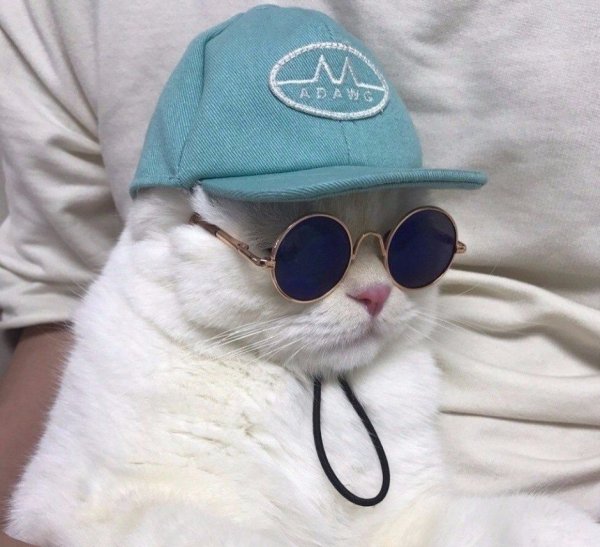 Модные котики в очках