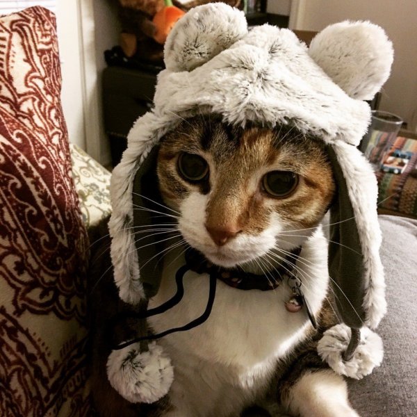 Кот в шапочке